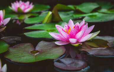 Kako se piše: lotus ili lotos