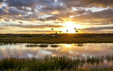 Svjetski je dan močvarnih staništa, u Hrvatskoj još uvijek relativno dobro očuvana