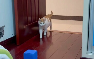 Je li ovo najpristojnija mačka na svijetu? Oduševila gledatelje bontonom i postala hit