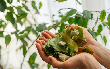 Biljka vam je naglo izgubila listove? Evo što trebate učiniti