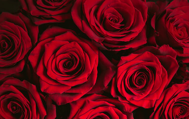 Kako se piše: Kraljica cvijeća ili kraljica cvijeća