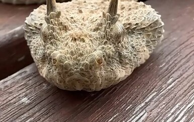 Snimio rijetku životinju, gledatelji misle da je riječ o čudovištu iz noćnih mora