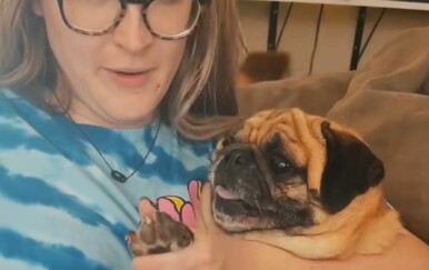 Kakva drama! Snimka psa je hit, njegova reakcija raznježila gledatelje