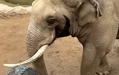 Slon oduševio promatrače, ovaj potez nitko nije očekivao