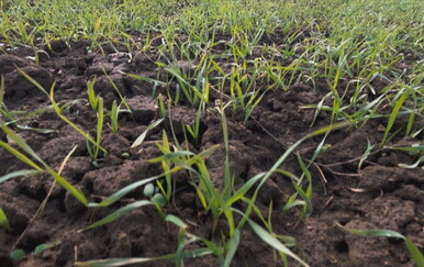 Zbog suše ratari siju manje kukuruza, a više pšenice i suncokreta