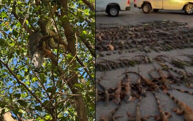 Tisuće smrznutih iguana padaju sa stabala na Floridi