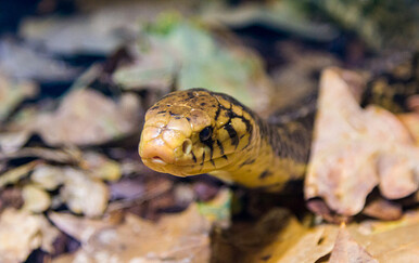 Pjevačica Ifunanya Nwangene umrla je nakon ugriza zmije
