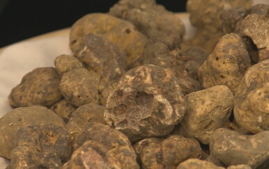 Istarski bijeli tartuf na korak do zaštićene oznake izvornosti