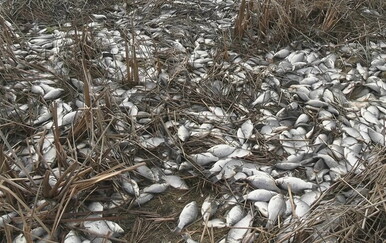 Pomor ribe na akumulacijskom jezeru Štikada