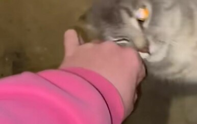 Vlasniku nije bilo jasno mačkino ponašanje, a onda je doživio šok