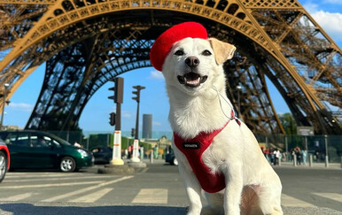 Elko je pas koji putuje svijetom, a bio je ostavljen u zalijepljenoj kutiji