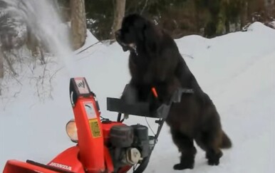 Njihov pas je vrijedan dečko, pogledajte kako pomaže vlasnicima