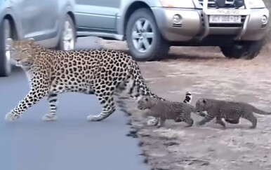 Prizor iz nacionalnog parka oduševio gledatelje, stvarno je teško biti mama