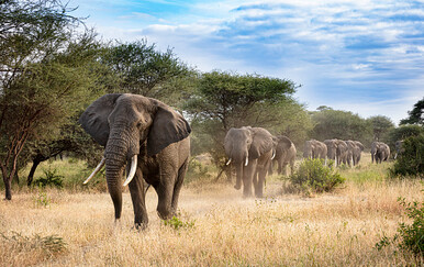 Bježao od krda slonova pa doživio još goru smrt: Preminuo na rukama prijatelja