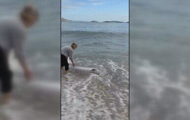 Nasukao se dupin na plaži u Orebiću