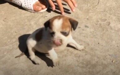 Snimke spašavanja psića raznježila gledatelje i vratila im vjeru u ljude