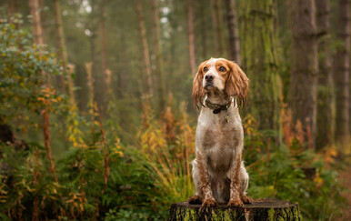 U susjedstvu otkriveno ilegalno odlagalište ubijenih pasa, pronađeni su u jezivim stanjima: "Govorilo se o čovjeku koji je za novac ubijao..."