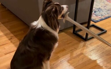 Obračun između psa i usisavača oduševio internet, vlasnici stresnu situaciju pretvorili u igru