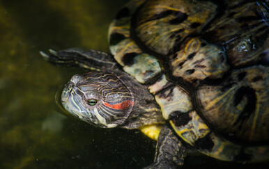 Više od 1200 invazivnih kornjača završilo u ZOO Zagreb: Bile su kućni ljubimci, a onda su ih ljudi - odbacili