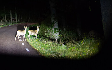 Što učiniti ako naletite na divljač?