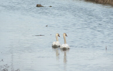 Raste broj slučajeva ptičje gripe u Hrvatskoj