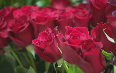 Inflacija nije zaobišla ni zaljubljene, evo kako se kreću cijene ruža: "Primamo narudžbe već danima, ne spavamo"