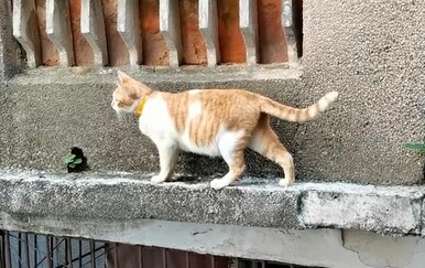 Mačka oduševila potezom, jesu li i vaši ljubimci ovako elegantni?