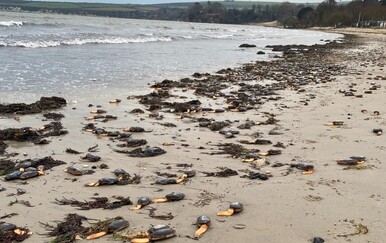 Neobična stvorenja preplavila plaže na jugu Engleske