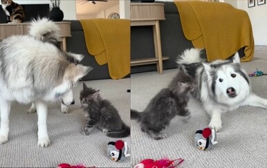 Ogroman haski svojom nježnošću oduševio društvene mreže! Pogledajte nježnog diva u akciji