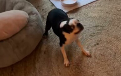 Kujica iznenadila vlasnike nakon četiri godine, njezin potez zaradio joj je veliku proslavu