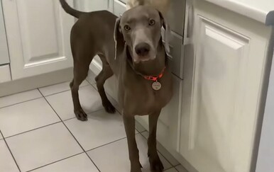 Lukavi psi spremili iznenađenje za vlasnike, pogledajte domišljati dvojac u akciji