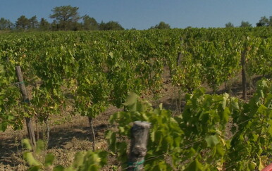 Zlatna žutica desetkovala hrvatske vinograde