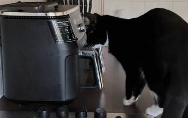 Znatiželjne mačke su svoji najveći neprijatelji: Vlasnica je uhvatila na djelu i sve snimila