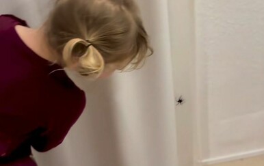 "Ovo je poput filma strave!": Spazili pauka na zavjesi, a onda je ona uzela stvar u svoje ruke