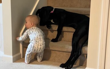 Brižni pas raznježio gledatelje, pogledajte nježnog diva na djelu