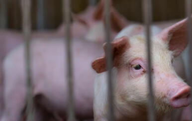 Prijeti nam nova pandemija? Znanstvenici upozoravaju na dva virusa koja prelaze sa životinja na ljude!