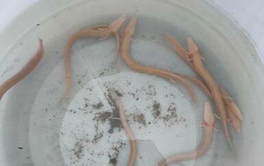 Poplave u Dalmaciji izbacile čovječje ribice