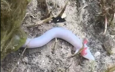 Poplave u Dalmaciji izbacile čovječje ribice