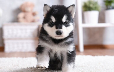 Najpopularnije velike pasmine pasa