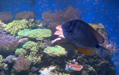 Tropska riba kirurg viđena u Kvarneru, znanstvenici traže pomoć građana