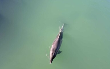 Stručnjak o dupinu koji je uplovio u rijeku: "Nadziremo teren, može se nasukati i ozlijediti"