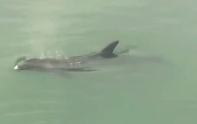 VIDEO Pogledajte što radi dupinka Skalina u rijeci Jadro: Ovome se nitko nije nadao