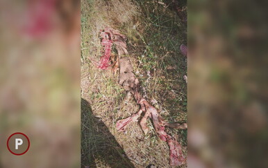 PROVJERENO Čopori vukova usred dana napadaju stoku