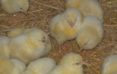 Priprema se veliki prosvjed u Zagrebu zbog megaprojekta farmi pilića: "Ne želimo biti smetlište Europe"