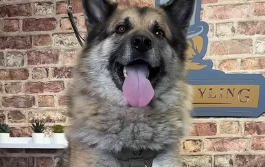 Kakav nered! Odveli psa u salon, ovakav kaos nitko nije očekivao