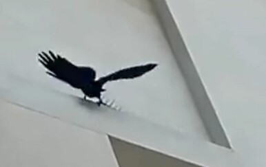 Postavili šiljke protiv ptica pa ih dočekalo neugodno iznenađenje