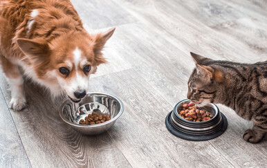 Hrana za mačke i pse puna takozvanih "vječnih kemikalija", posebno riblja hrana