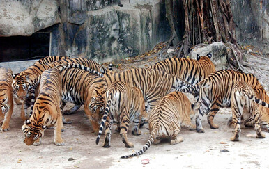 U turističkom parku na Tajlandu uginula 72 tigra u dva tjedna