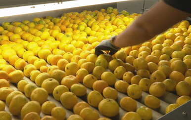 Mandarine bez radne snage: Predlaže se izuzeće od testa tržišta rada