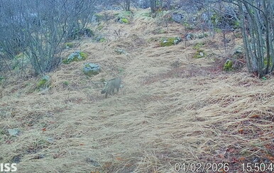 Na planini Svilaji zabilježena strogo zaštićena vrsta